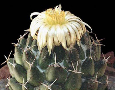 Coryphantha - Plante Cactaceae