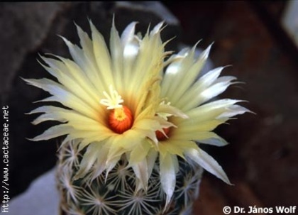 Coryphantha radians - Plante Cactaceae