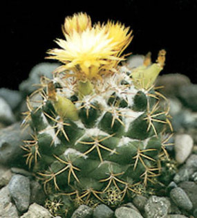 Coryphantha-sulcolanata