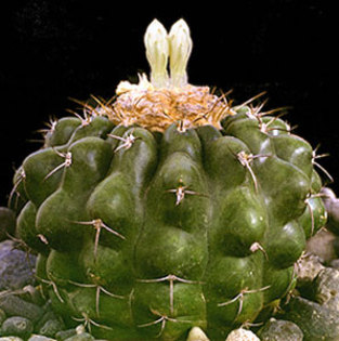 Discocactus-boliviensis-2 - Plante Cactaceae