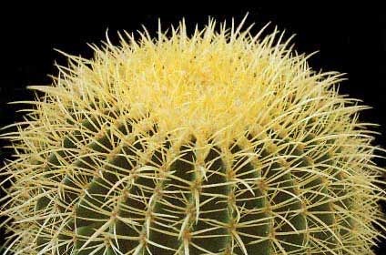 Echinocactus-grusonii