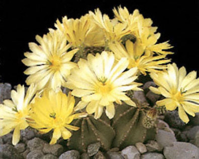Echinocereus-subinermis