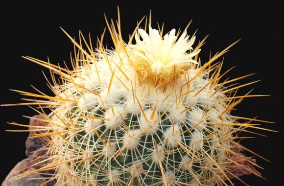 Echinofossulocactus-albatus - Plante Cactaceae