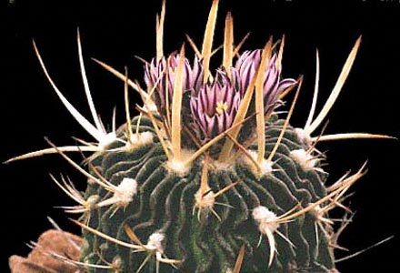 Echinofossulocactus-erectocentrus