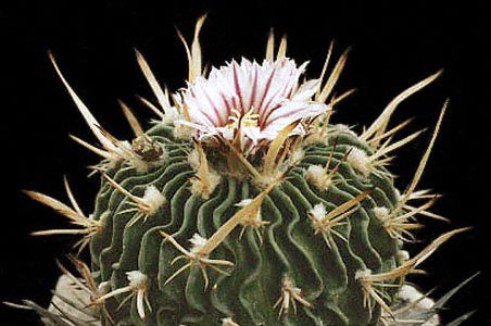 Echinofossulocactus-grandicornis - Plante Cactaceae