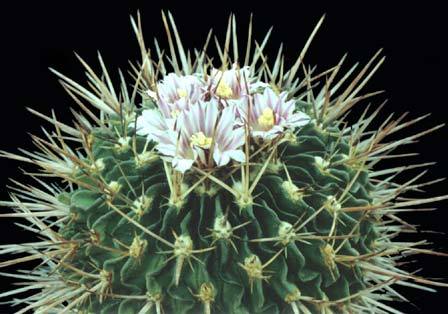 echinofossulocactus-hastatu - Plante Cactaceae