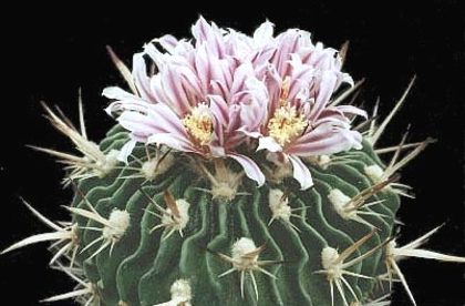 Echinofossulocactus-obvalla - Plante Cactaceae