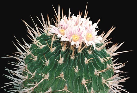 echinofossulocactus-phyllac - Plante Cactaceae