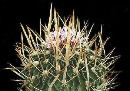 Echinofossulocactus-pookerii - Plante Cactaceae