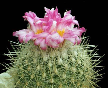 echinomastus-macdowellii - Plante Cactaceae