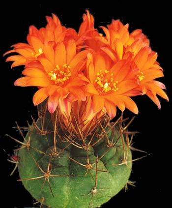 eomatucana-oreodoxa - Plante Cactaceae