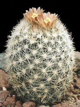 Escobaria-chaffeyi - Plante Cactaceae