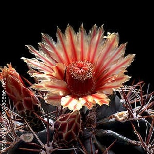 Ferocactus gracilis - Plante Cactaceae