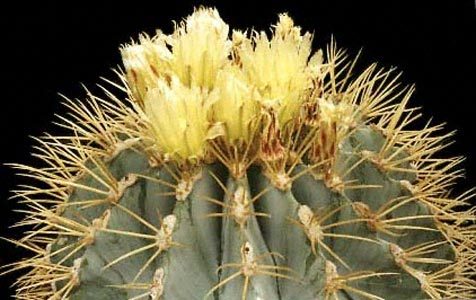 Ferocactus-glaucescens