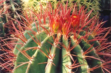 Ferocactus-stainesii - Plante Cactaceae