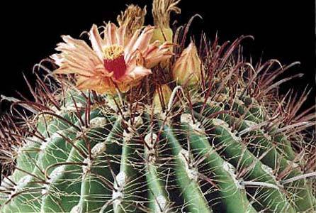 Ferocactus-wislizenii - Plante Cactaceae