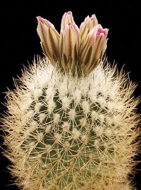 Gymnocactus-beguinii