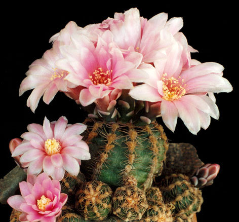 gymnocalycium-bruchii - Plante Cactaceae