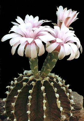 Gymnocalycium-friedrichii-- - Plante Cactaceae