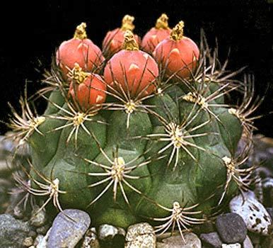 Gymnocalycium-saglione - Plante Cactaceae