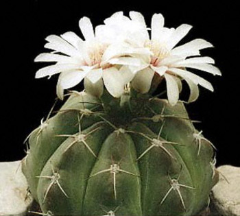 Gymnocalycium-sigelianum