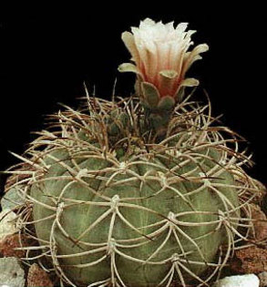 Gymnocalycium-spegazzinii - Plante Cactaceae