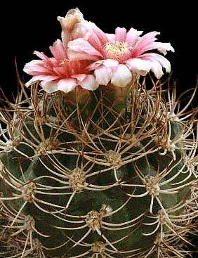 Gymnocalycium-tillianum - Plante Cactaceae