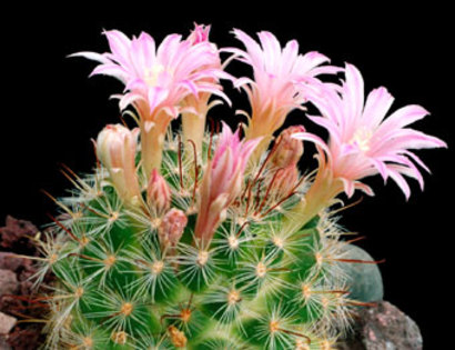 krainzia_longiflora - Plante Cactaceae