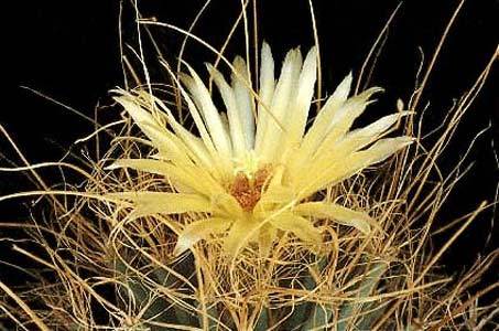 Leuchtenbergia-principis - Plante Cactaceae