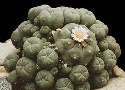 Lophophora-williamsii-v - Plante Cactaceae
