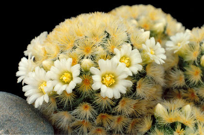 Mamillaria-carmenae - Plante Cactaceae