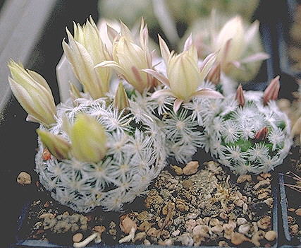Mamillaria-duwei - Plante Cactaceae