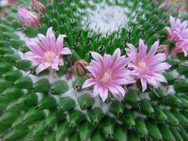mammillaria%20bachmannii - Plante Cactaceae