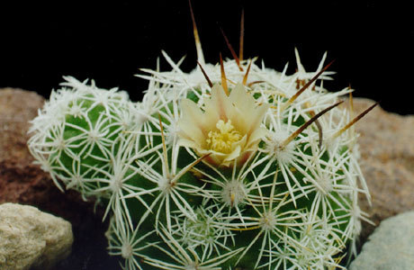 Mammillaria-gracilis