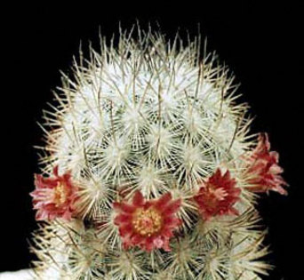 Mammillaria-leona - Plante Cactaceae