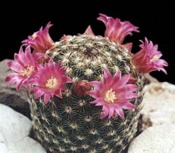 Mammillaria-matudae