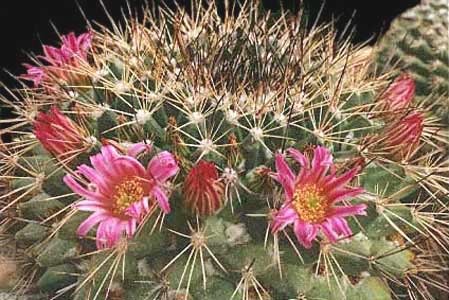 Mammillaria-melanocentra - Plante Cactaceae