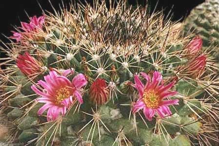 Mammillaria-melanocentra