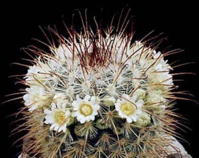 Mammillaria-moelleriana