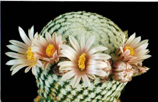 mammillaria-pectinata