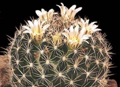 Mammillaria-picta