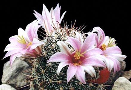 Mammillaria-sheldonii - Plante Cactaceae