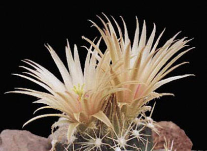 Neobesseya-wissmnnii