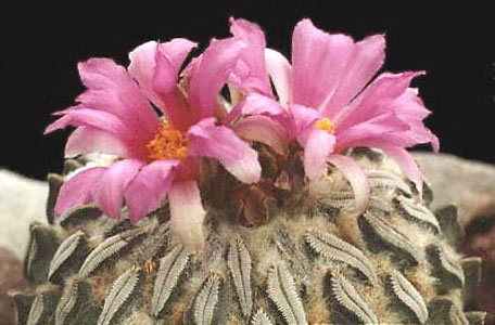 Pelecyphora-aselliformis