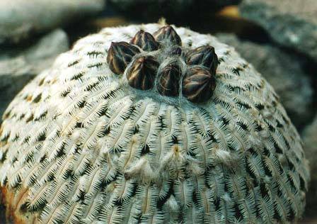 pelecyphora-pseudopectinata