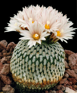 Pelecyphora-pseudopectinata2