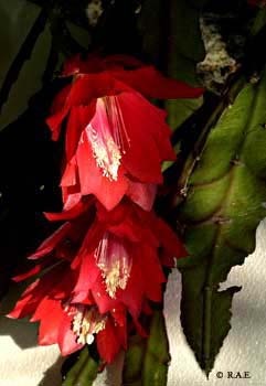 Rhipsalidopsis%20Gaertneri