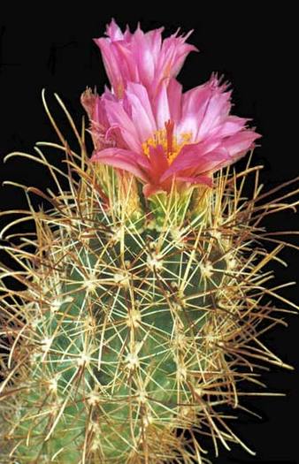 sclerocactus-intermedius