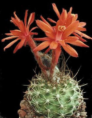 Submatucana-krahnii - Plante Cactaceae