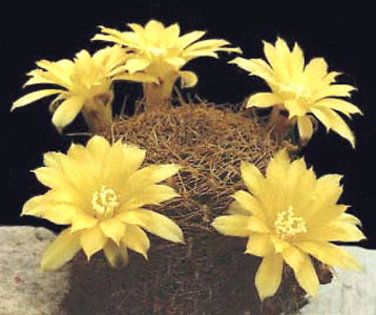 Sulcorebutia-candiae - Plante Cactaceae